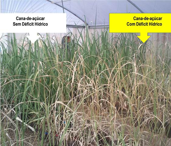 Experimento com cana de açúcar