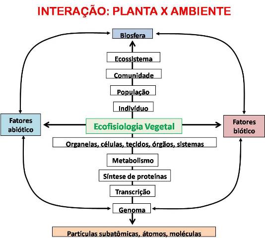 Interação da planta x ambiente